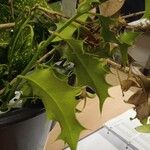 Ilex cornuta ഇല
