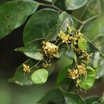 Dialium tessmannii Fruto