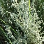 Artemisia maritima Leaf