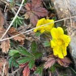 Potentilla crantzii Liść