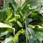 Spathiphyllum wallisiiΆλλα