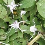Epimedium grandiflorum 花
