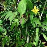 Rudbeckia laciniata 整株植物