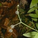 Galium circaezans Habitat