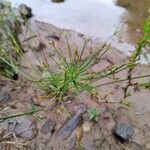 Cyperus haspan Blüte