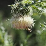 Cirsium echinus  (Bieb.) Hand.-Mazz.Flower