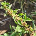 Amaranthus graecizans Цветок