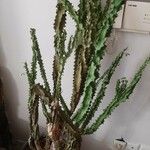 Euphorbia neriifolia List