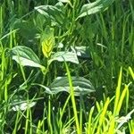 Cardamine bulbosa Leaf