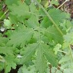 Chelidonium majus Blad