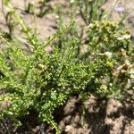 Artemisia herba-alba برگ