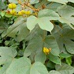 Manniophyton fulvum Leaf