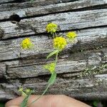 Bupleurum alpigenum 花