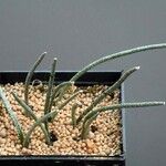 Astrophytum caput-medusae Outro