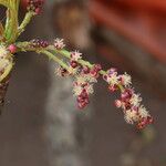 Sclerocarya birrea Цвят