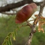 Albizia harveyi Плод