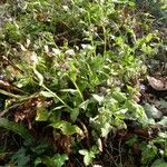 Pulmonaria officinalis Habitus