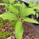 Cinnamomum burmanni Blad