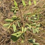 Grewia velutina Leaf