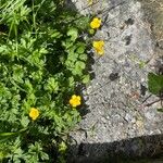 Ranunculus repensBlomst