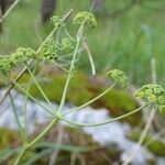 Bupleurum petraeum Plante entière