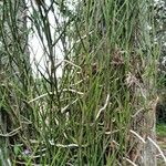Papilionanthe teres Yaprak