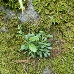 Silene ciliata Hoja