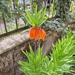 Fritillaria imperialis Кветка