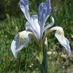 Iris missouriensis 花