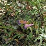 Penstemon laetus Hábito