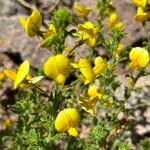 Ononis ramosissima Flower