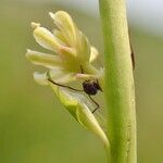 Tofieldia calyculata Λουλούδι