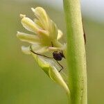 Tofieldia calyculata Flower