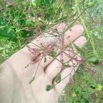 Cotinus coggygriaFruit