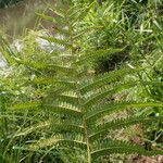 Thelypteris interrupta Folio
