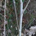 Salix discolor Rinde