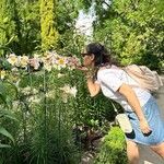 Lilium regale Çiçek