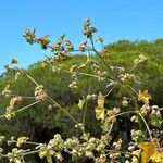 Malva nicaeensis Frunză