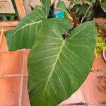 Colocasia gigantea Leaf