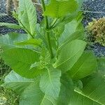 Nicotiana sylvestris Blad