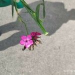 Dianthus giganteus Кветка