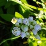 Allium roseum Flower