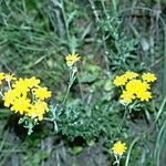 Eriophyllum latilobum Habitat