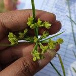 Cyperus surinamensis Leaf