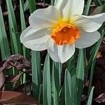 Narcissus × medioluteus Blomma