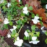 Impatiens walleriana Habit