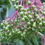 Sambucus nigra Fruit
