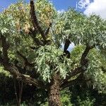 Cussonia paniculata Habitus