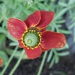 Ratibida columnifera Flower