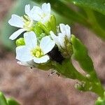 Cakile edentula Flower